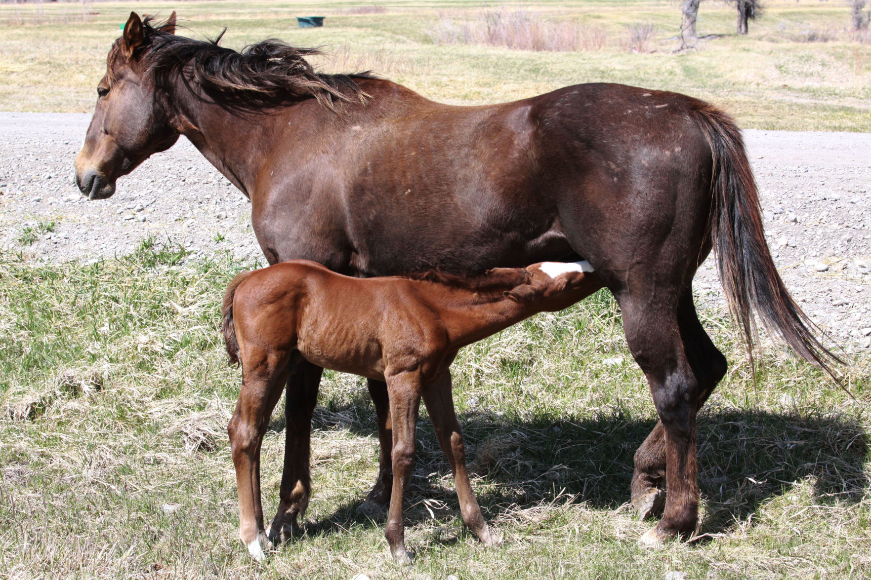 Area ranches